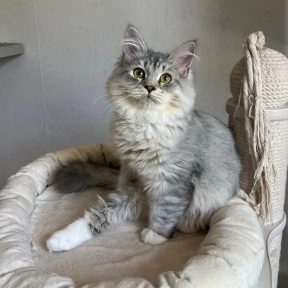Siberian REZ Estet