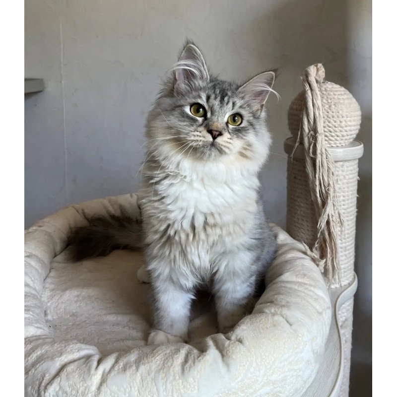 Siberian REZ Estet