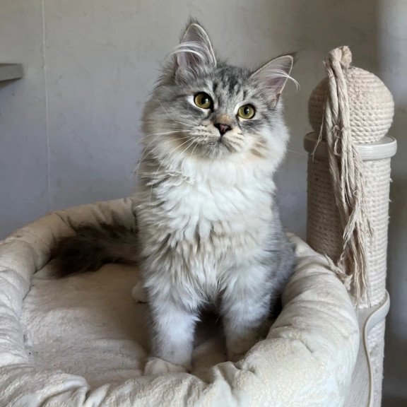 Siberian REZ Estet
