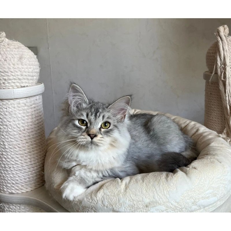 Siberian REZ Estet