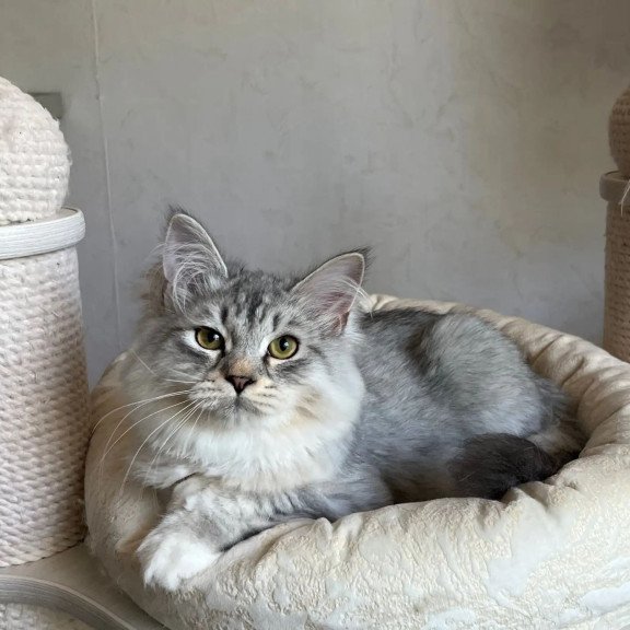 Siberian REZ Estet