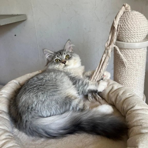 Siberian REZ Estet