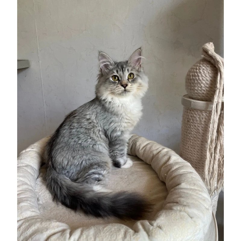 Siberian REZ Estet