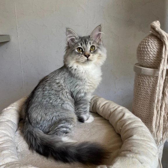 Siberian REZ Estet