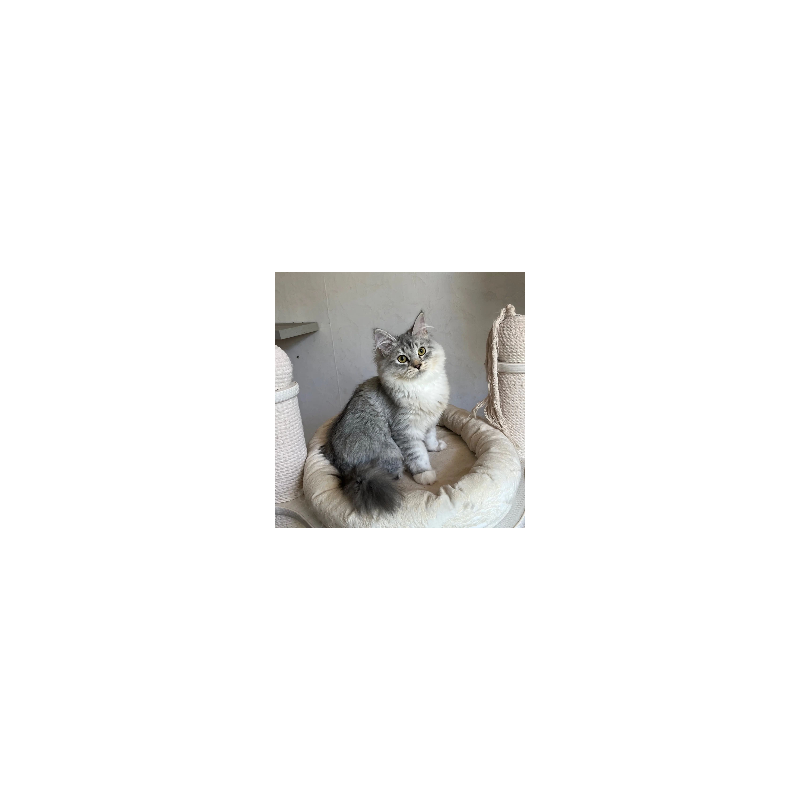 Siberian REZ Estet