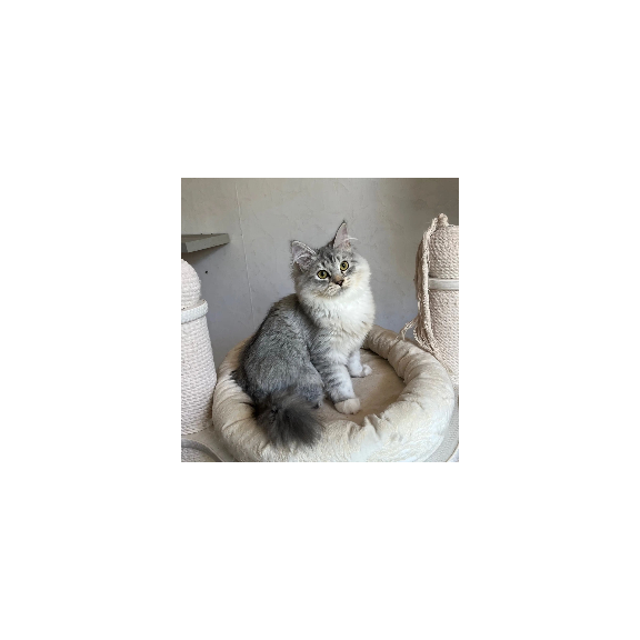 Siberian REZ Estet