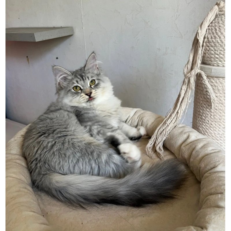 Siberian REZ Estet
