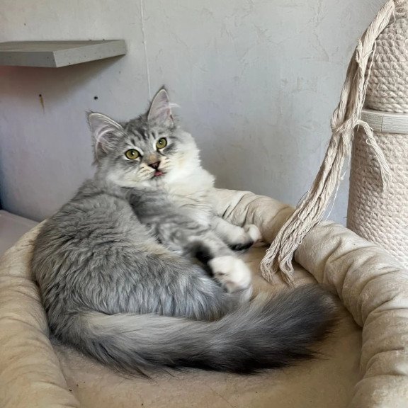 Siberian REZ Estet