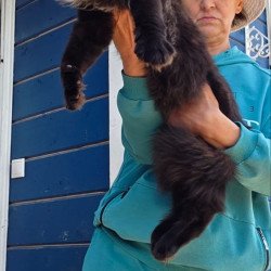Maine Coon AP Elba