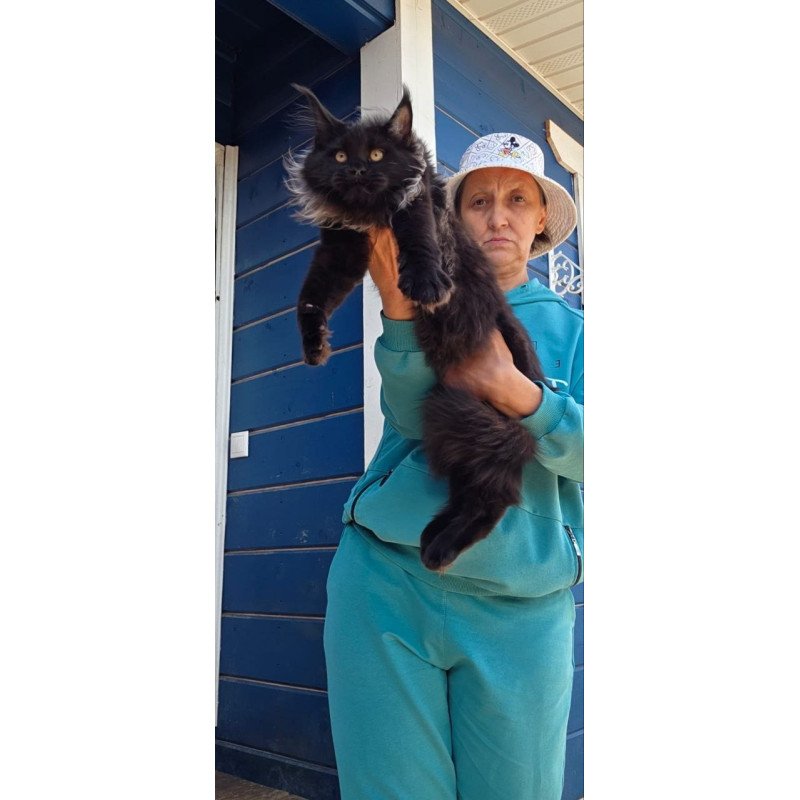 Maine Coon AP Elba