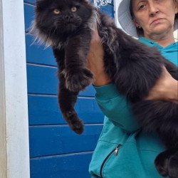 Maine Coon AP Elba