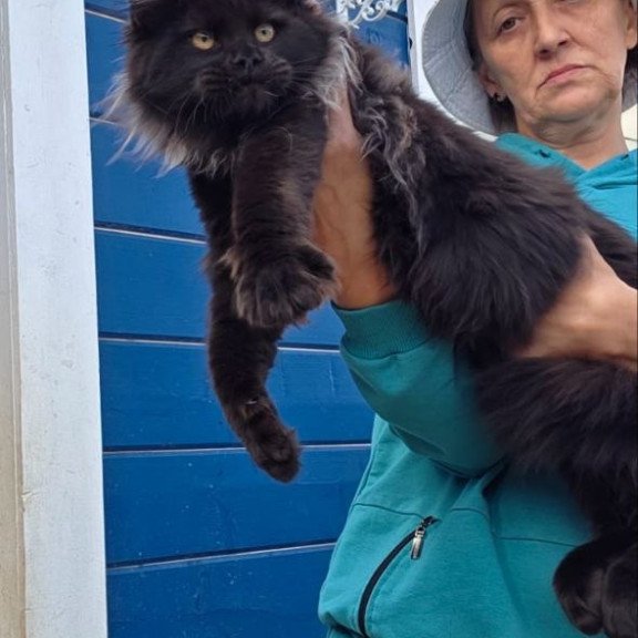 Maine Coon AP Elba
