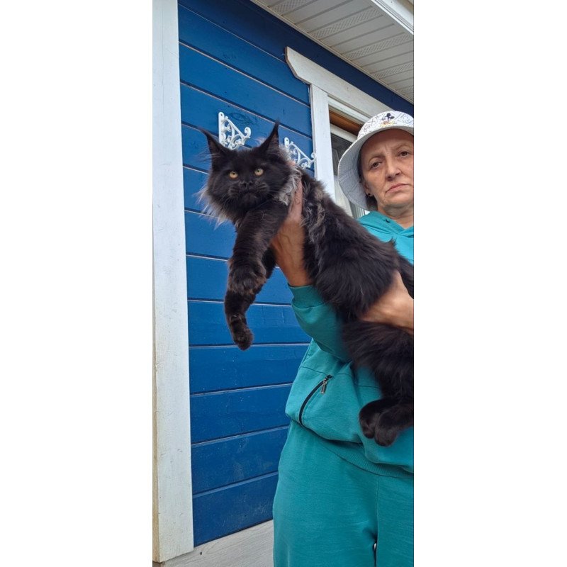 Maine Coon AP Elba