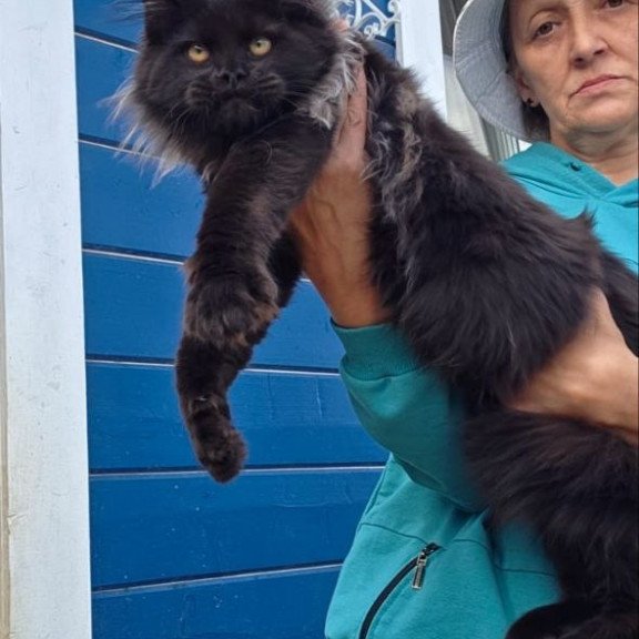 Maine Coon AP Elba