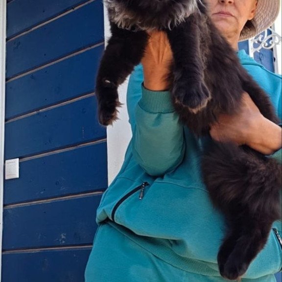 Maine Coon AP Elba