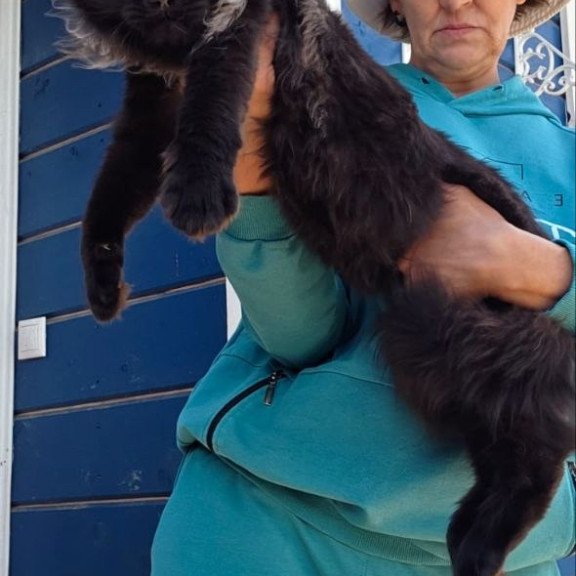 Maine Coon AP Elba