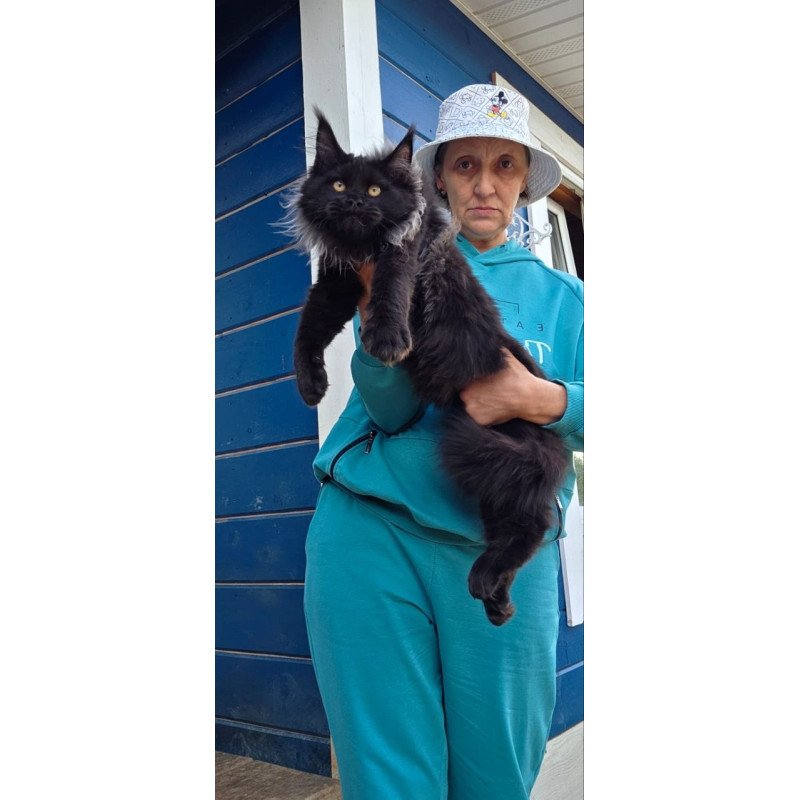 Maine Coon AP Elba