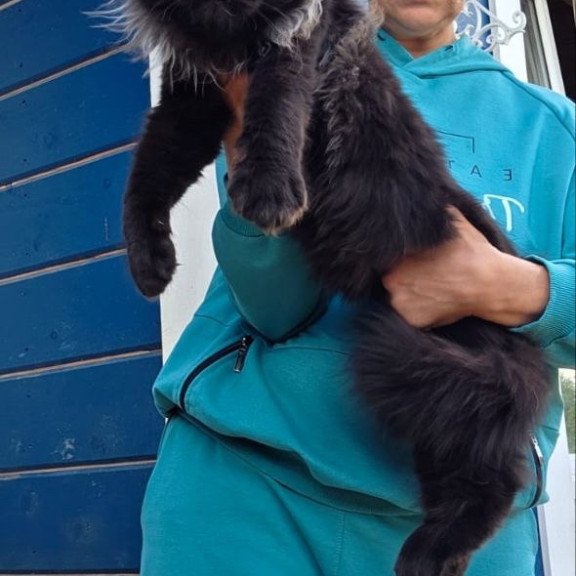 Maine Coon AP Elba