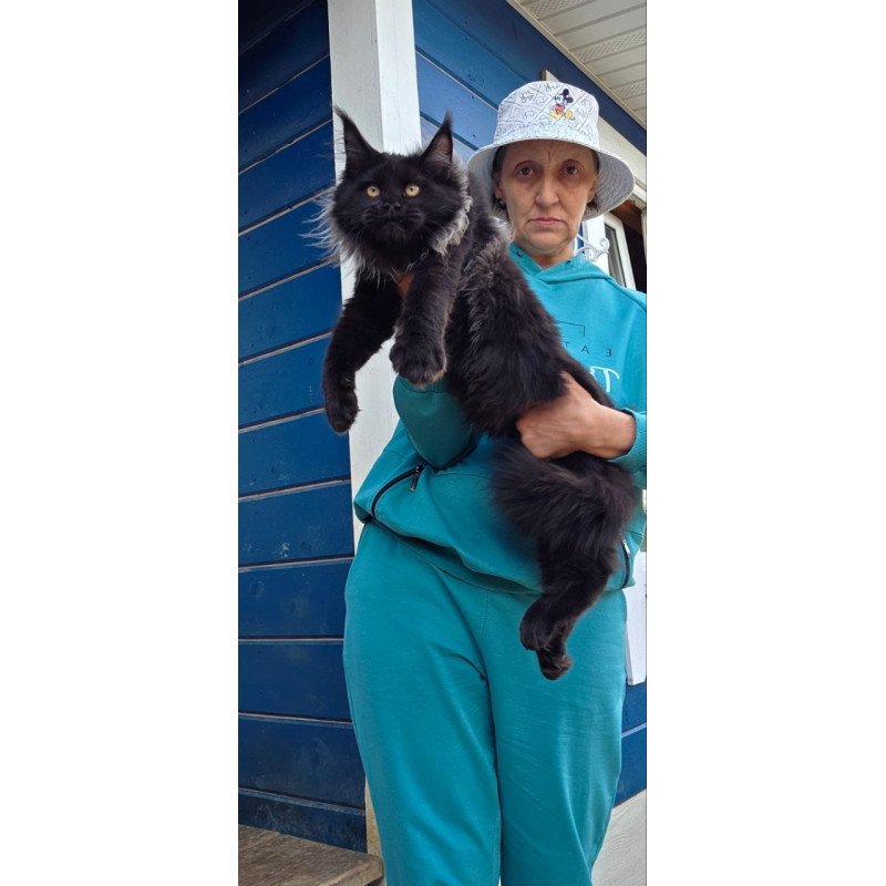Maine Coon AP Elba