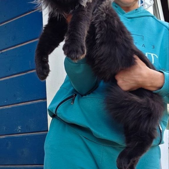 Maine Coon AP Elba