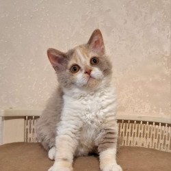 Selkirk Rex NOV Paulina