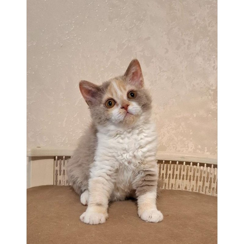 Selkirk Rex NOV Paulina