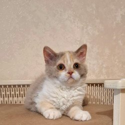 Selkirk Rex NOV Paulina