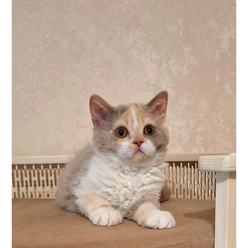Selkirk Rex NOV Paulina