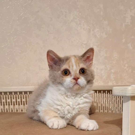 Selkirk Rex NOV Paulina