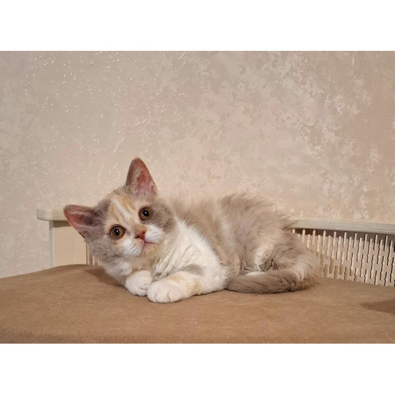 Selkirk Rex NOV Paulina