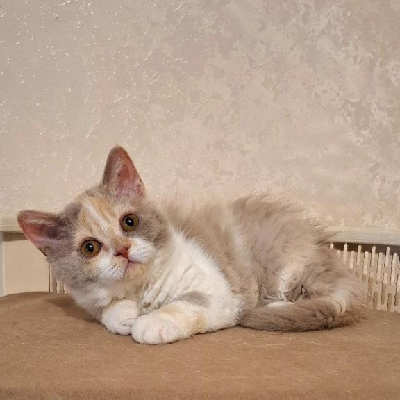 Selkirk Rex NOV Paulina