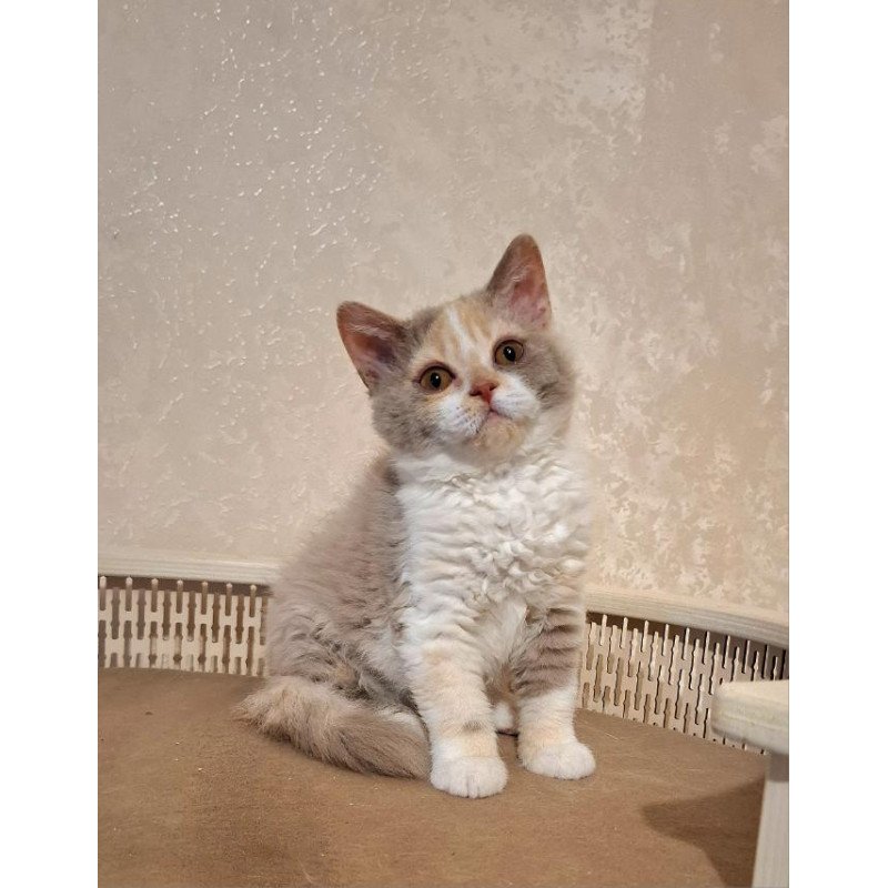 Selkirk Rex NOV Paulina