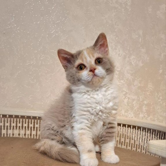 Selkirk Rex NOV Paulina