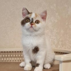 Selkirk Rex NOV Patricia