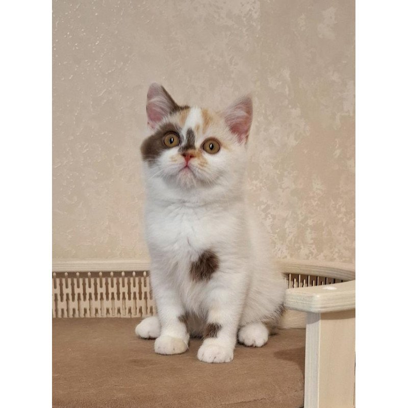 Selkirk Rex NOV Patricia