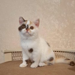 Selkirk Rex NOV Patricia