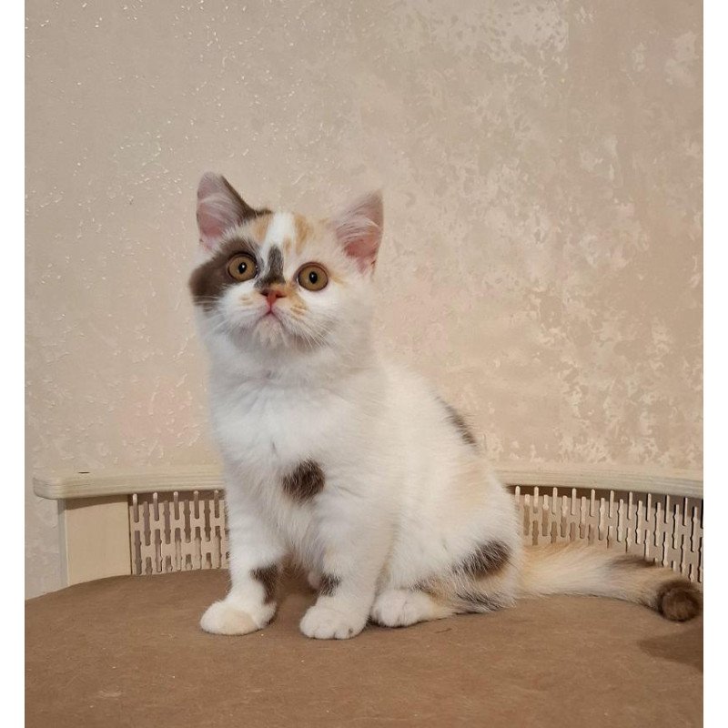 Selkirk Rex NOV Patricia