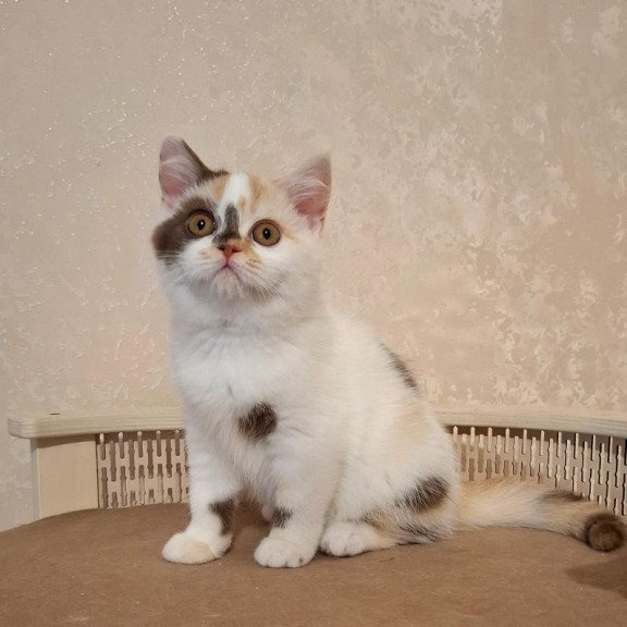 Selkirk Rex NOV Patricia