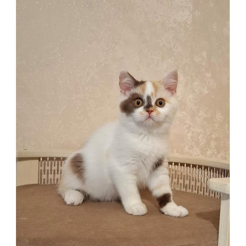 Selkirk Rex NOV Patricia