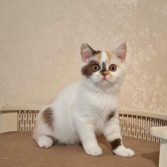 Selkirk Rex NOV Patricia