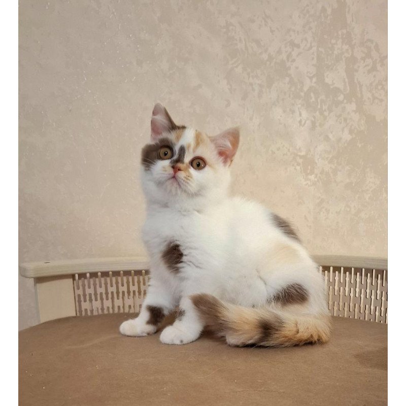 Selkirk Rex NOV Patricia