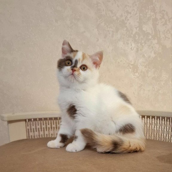 Selkirk Rex NOV Patricia