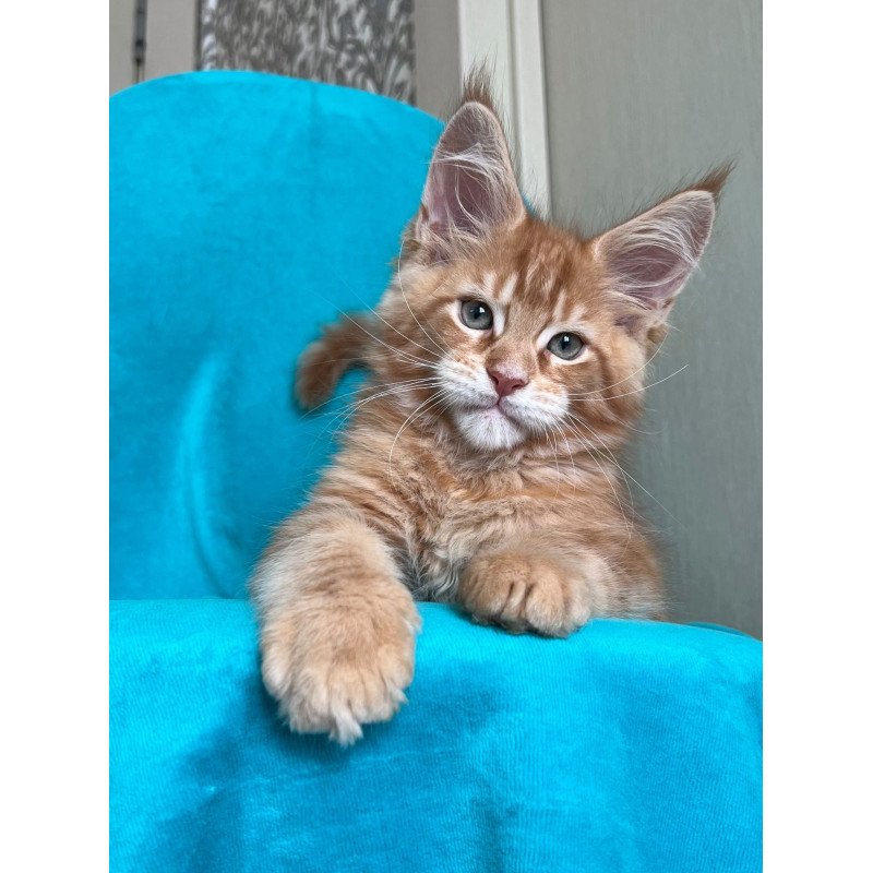 Maine Coon NOV Zlatozar