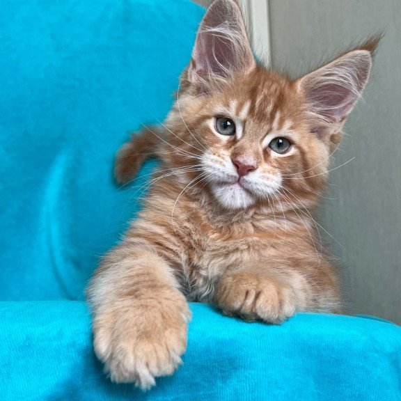 Maine Coon NOV Zlatozar