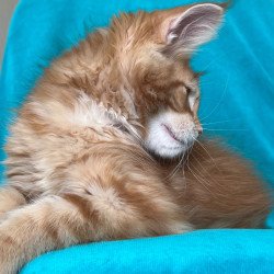Maine Coon NOV Zlatozar