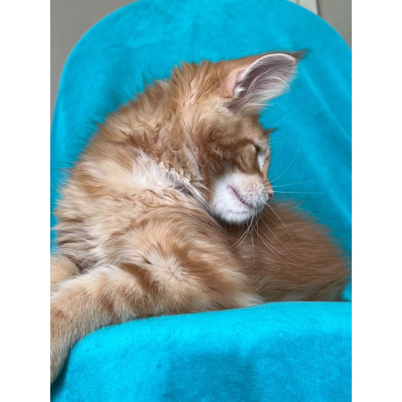 Maine Coon NOV Zlatozar