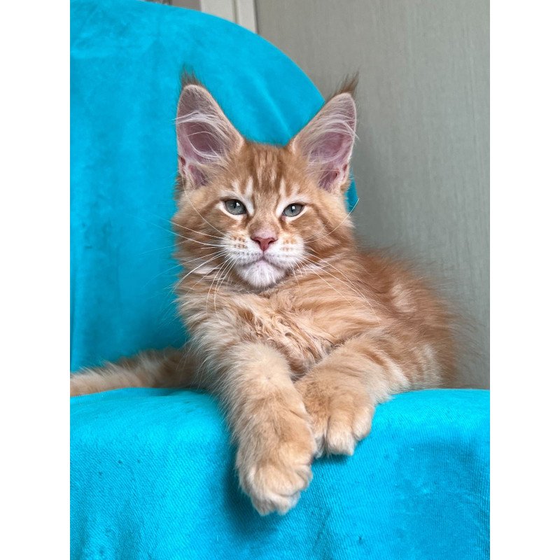 Maine Coon NOV Zlatozar
