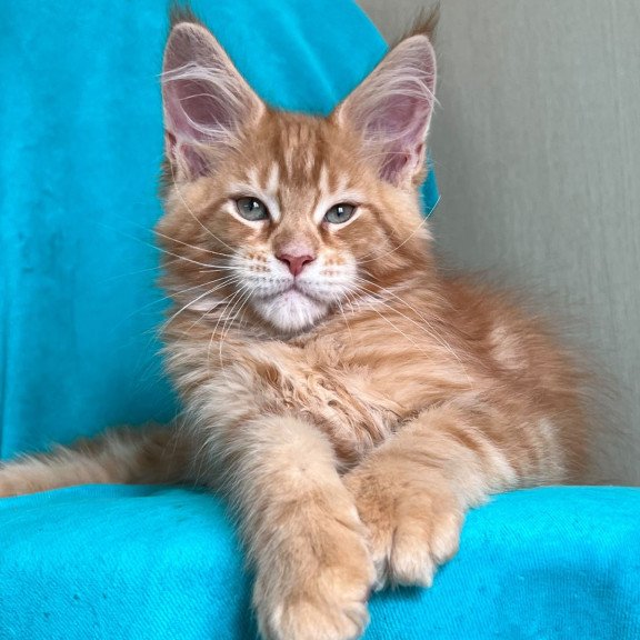 Maine Coon NOV Zlatozar