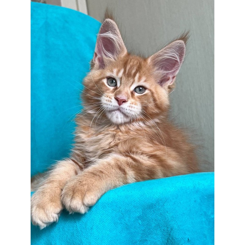 Maine Coon NOV Zlatozar