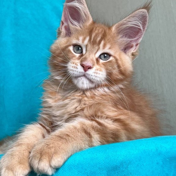 Maine Coon NOV Zlatozar